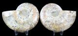 Cut & Polished Ammonite Fossil - Agatized #39505-1